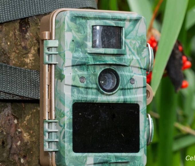 Cellular Trail Cams